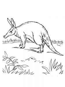 Wild Aardvark coloring page