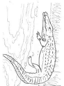 African Crocodile coloring page