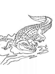 African Alligator coloring page