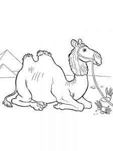 Bactrian Camel coloring page