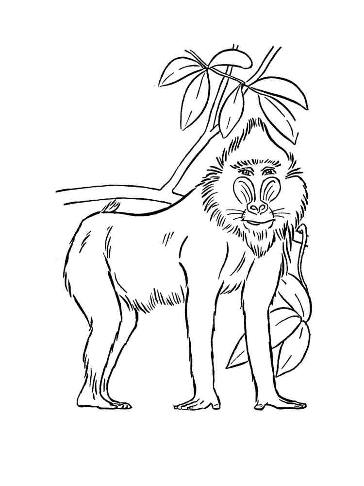 Baboon coloring page