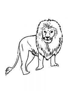African Lion coloring page