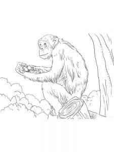 African Monkey coloring page