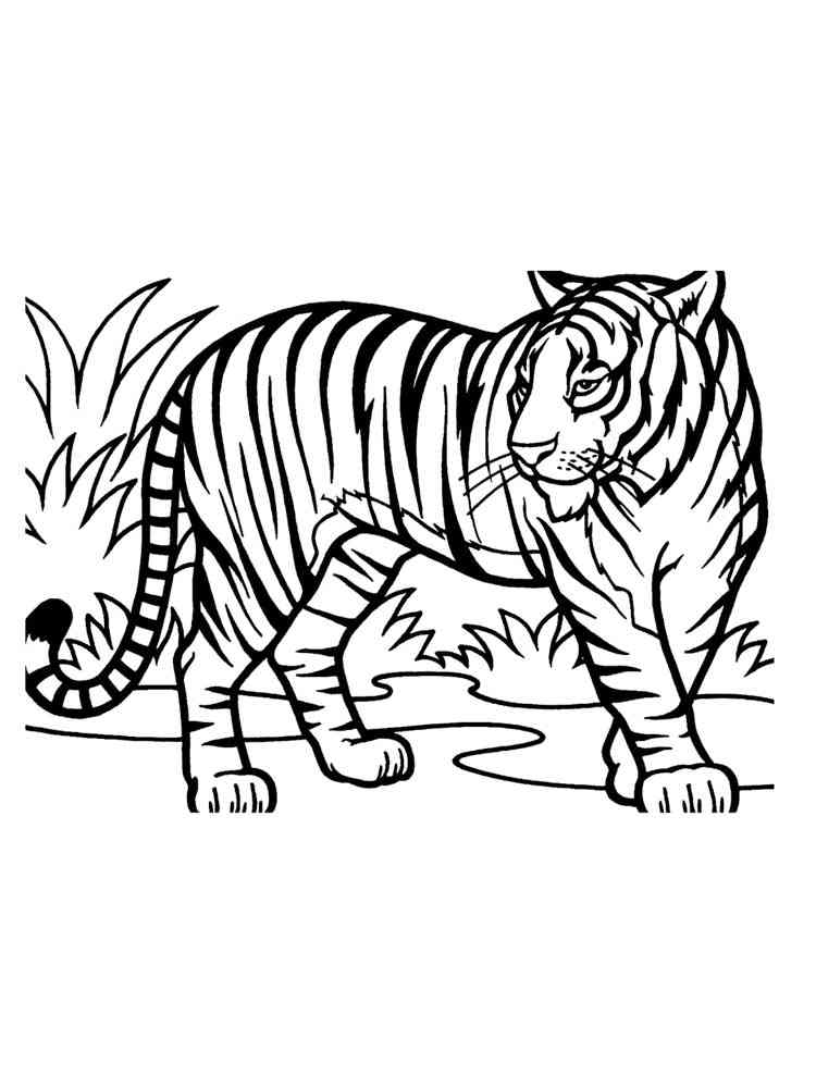 African Tiger coloring page