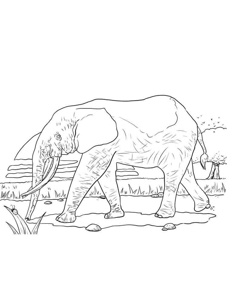 African Elephant coloring page