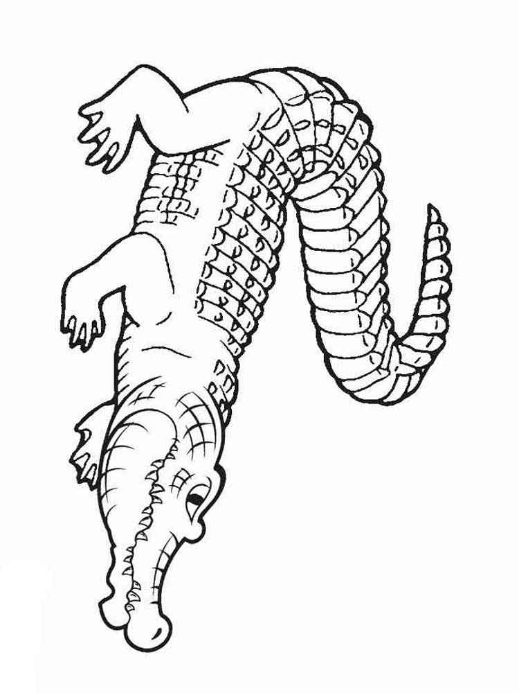 Easy Alligator coloring page