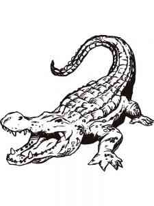 Alligator coloring page