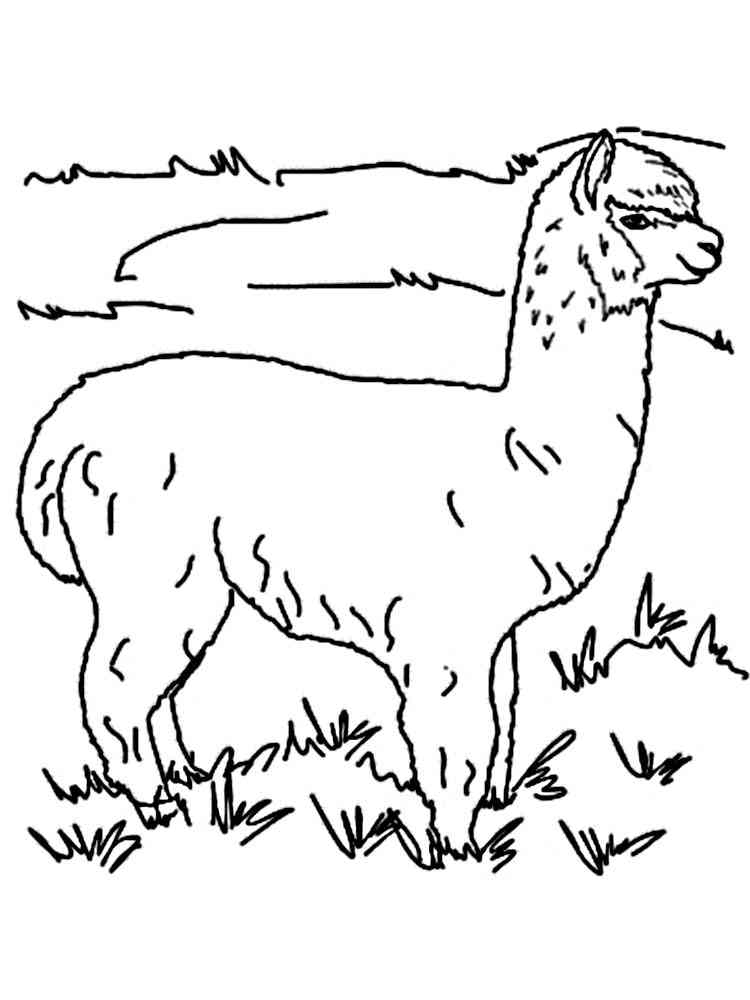 Realistic Alpaca coloring page