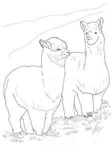 Two Alpacas coloring page