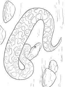 Large Anaconda coloring page