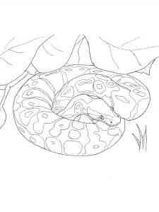 Snake Anaconda coloring page