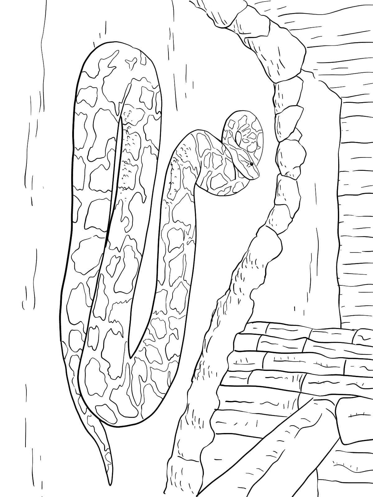 Anaconda in a zoo coloring page