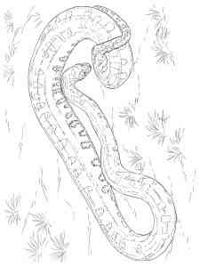 Wild Anaconda coloring page