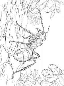Realistic Ant coloring page