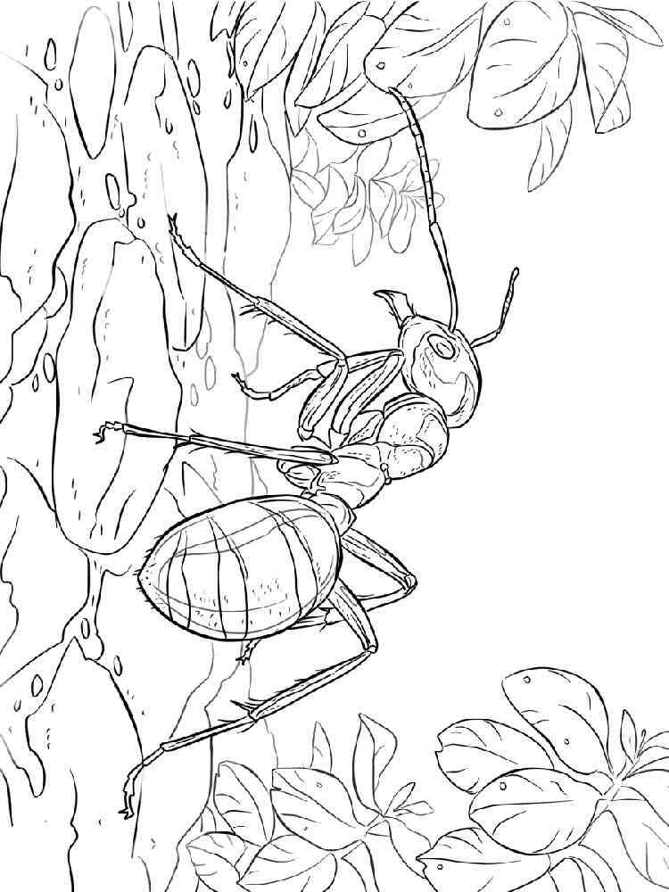 Realistic Ant coloring page