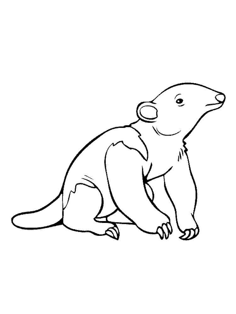 Silky Anteater coloring page