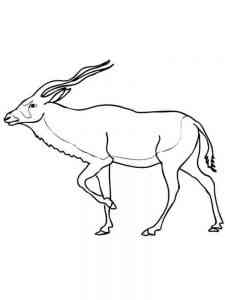 Addax coloring page