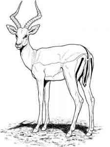 Impala Antelope coloring page