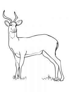Lovely Antelope coloring page