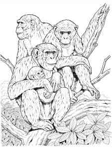 Family Chimpanzee coloring page