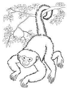 Gibbon in a tree coloring page