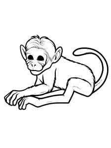 Baby Ape coloring page