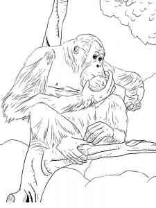 Ape Bonobo coloring page