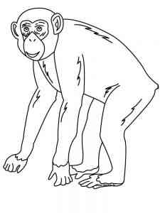 Chimpanzee coloring page