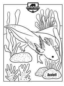 Realistic Axolotl coloring page
