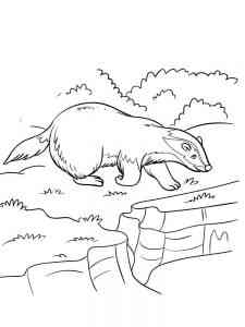 Wild Badger coloring page