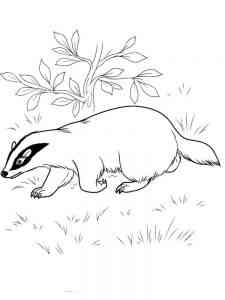 European Badger coloring page
