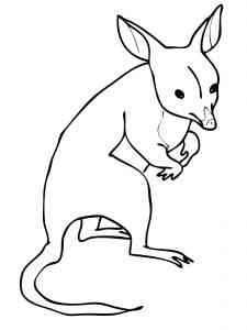 Simple Bandicoot coloring page