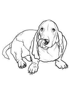 Basset Hound shows tongue coloring page