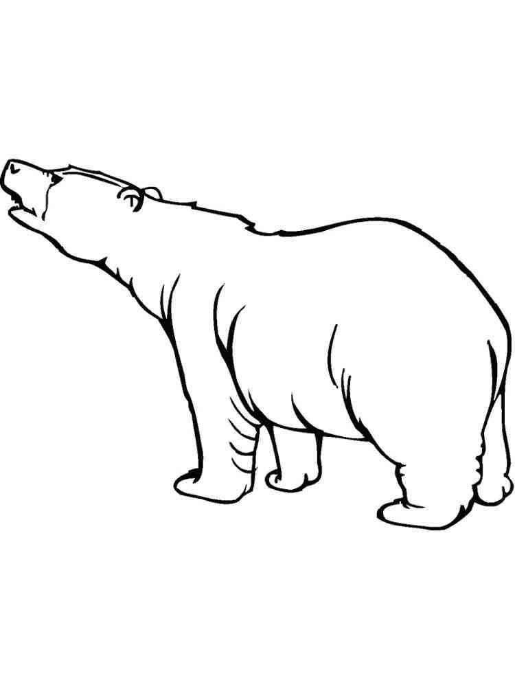 Wild Bear coloring page