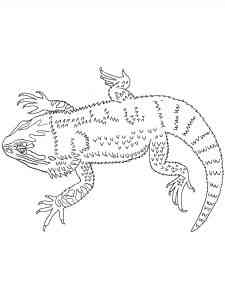 Agamid Bearded Dragon coloring page