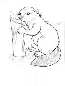 Realistic Beaver coloring page