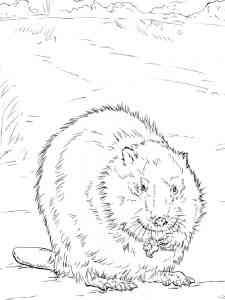 Realistic Beaver 2 coloring page