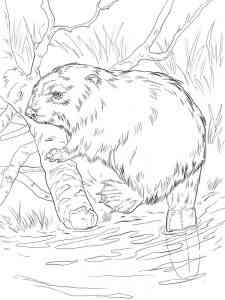 Common Beaver coloring page