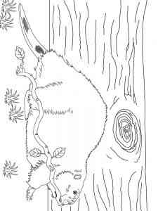 North American Beaver coloring page