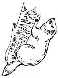 European Beaver coloring page