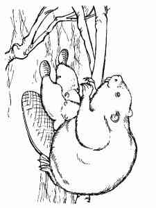 Beaver Family coloring page