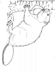 Canadian Beaver coloring page