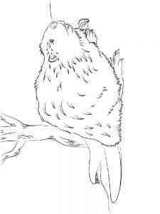 Easy Realistic Beaver coloring page