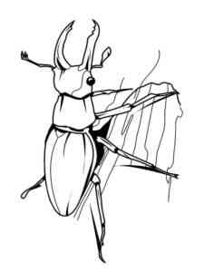 Stag Beetle coloring page