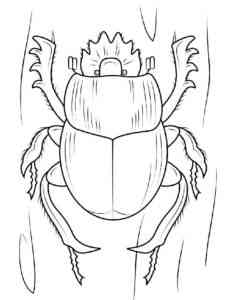 Simple Dung Beetle coloring page
