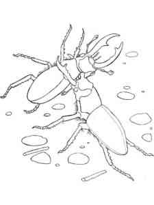 Stag Beetles coloring page