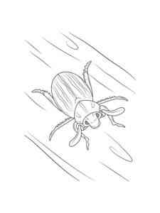 Cockchafer coloring page