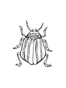 Goliath Beetle coloring page