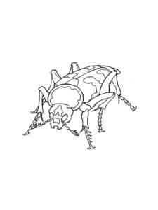 Common Beetle coloring page