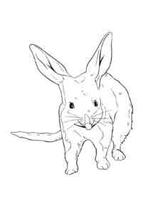 Greater Bilby coloring page